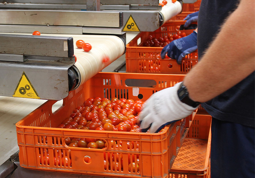 UGT FICA Almería destaca la labor de más de 80.000 trabajadores agrícolas y del manipulado