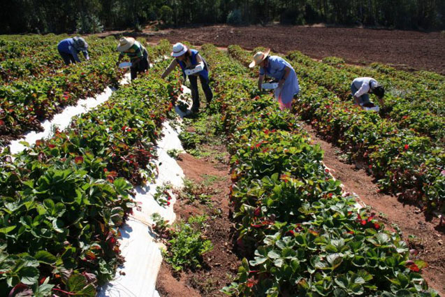 UGT FICA Andalucía acusa a la Junta de ningunear su participación en acuerdos sobre mano de obra agrícola